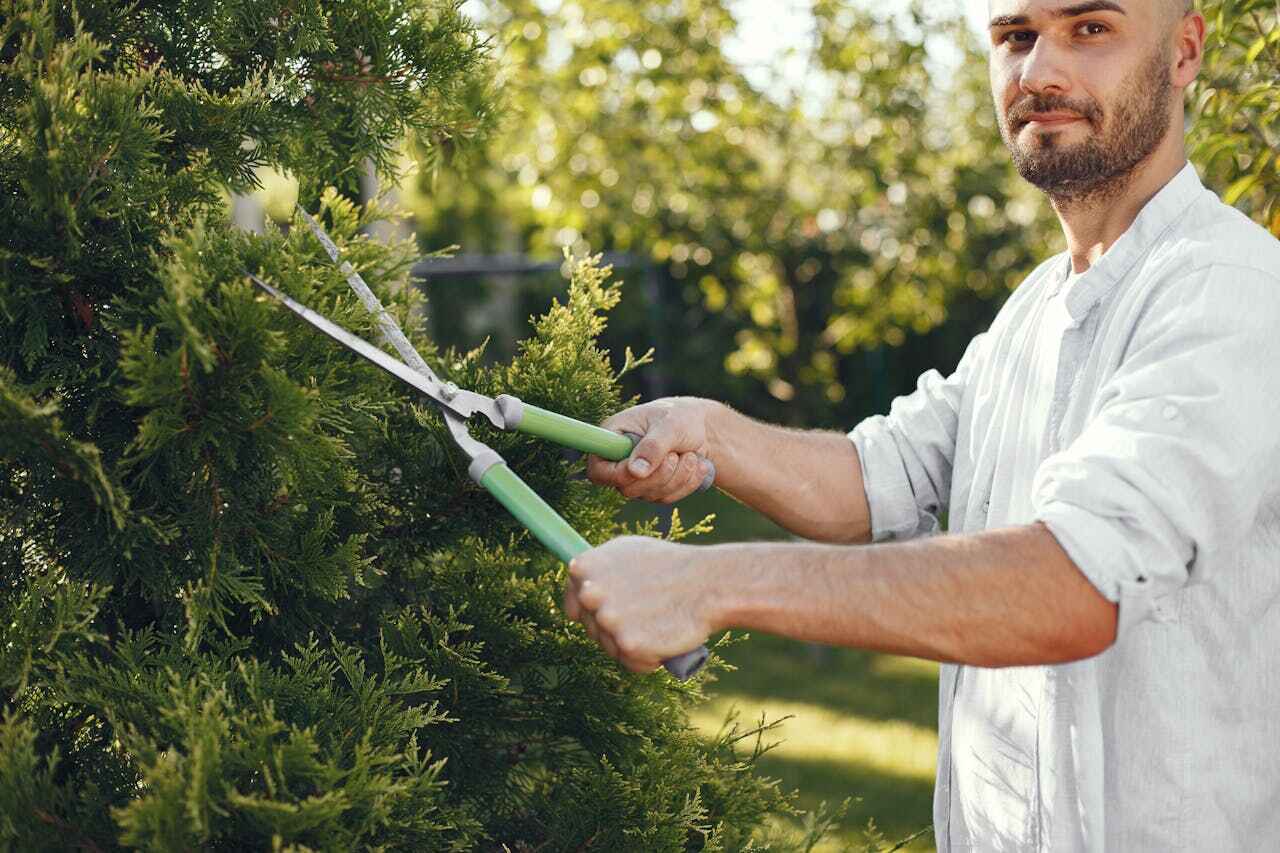 Tree Health Inspection in Hoschton, GA